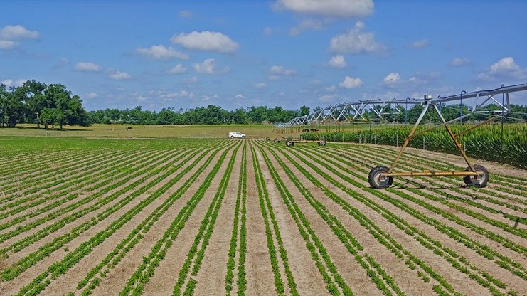 Florida Peanut Farm